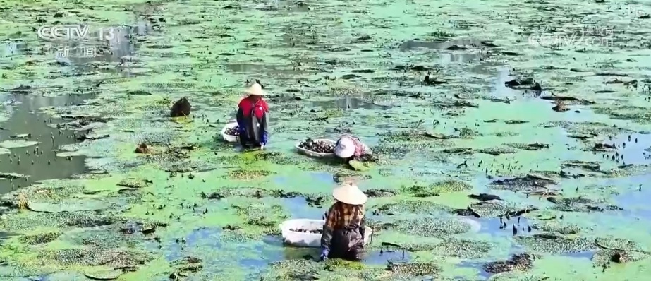 金黄稻浪、瓜果飘香 广袤田野上绘就绚烂丰收画卷